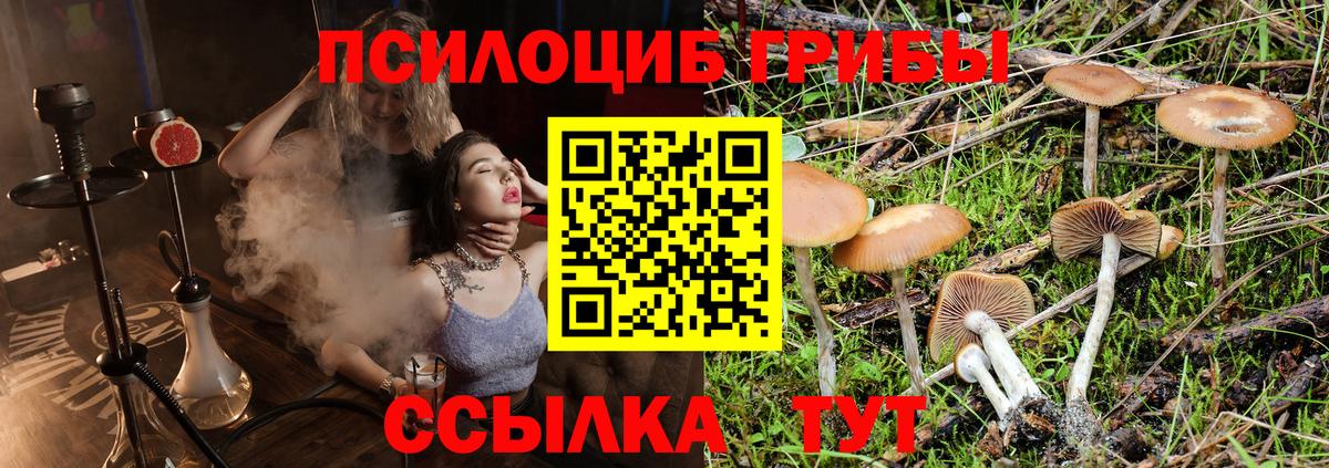 Псилоцибиновые грибы Cubensis  где купить   Феодосия  Вход с VPN 